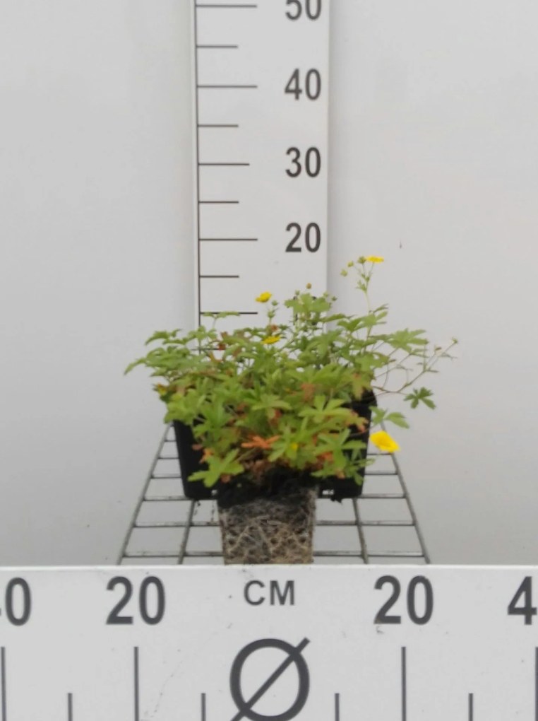 Potentilla aurea - pot 9x9 cm