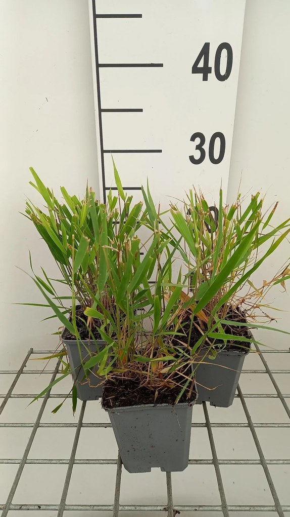 Hakonechloa macra 'Beni-kaze' - pot 9x9 cm