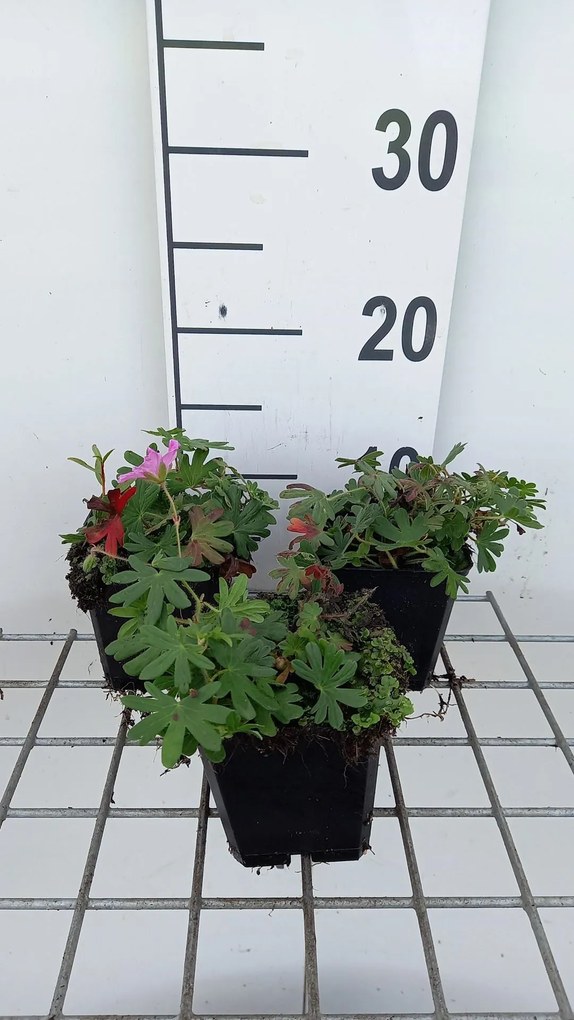 Geranium sanguineum 'Ankum's Pride' - pot 9x9 cm -