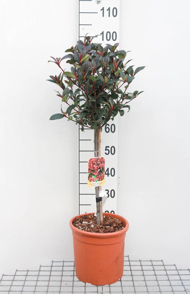 Photinia x fraseri 'Carré Rouge' - pot 9L - geënt op stam