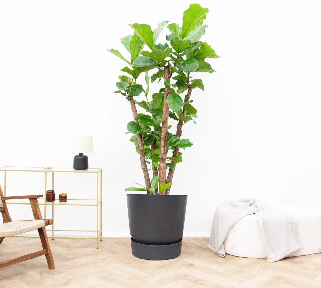Ficus Lyrata vertakt XXL - 200cm