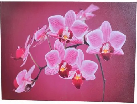HOME AFFAIRE LED-artprint »Orchidee«, 80x60 cm