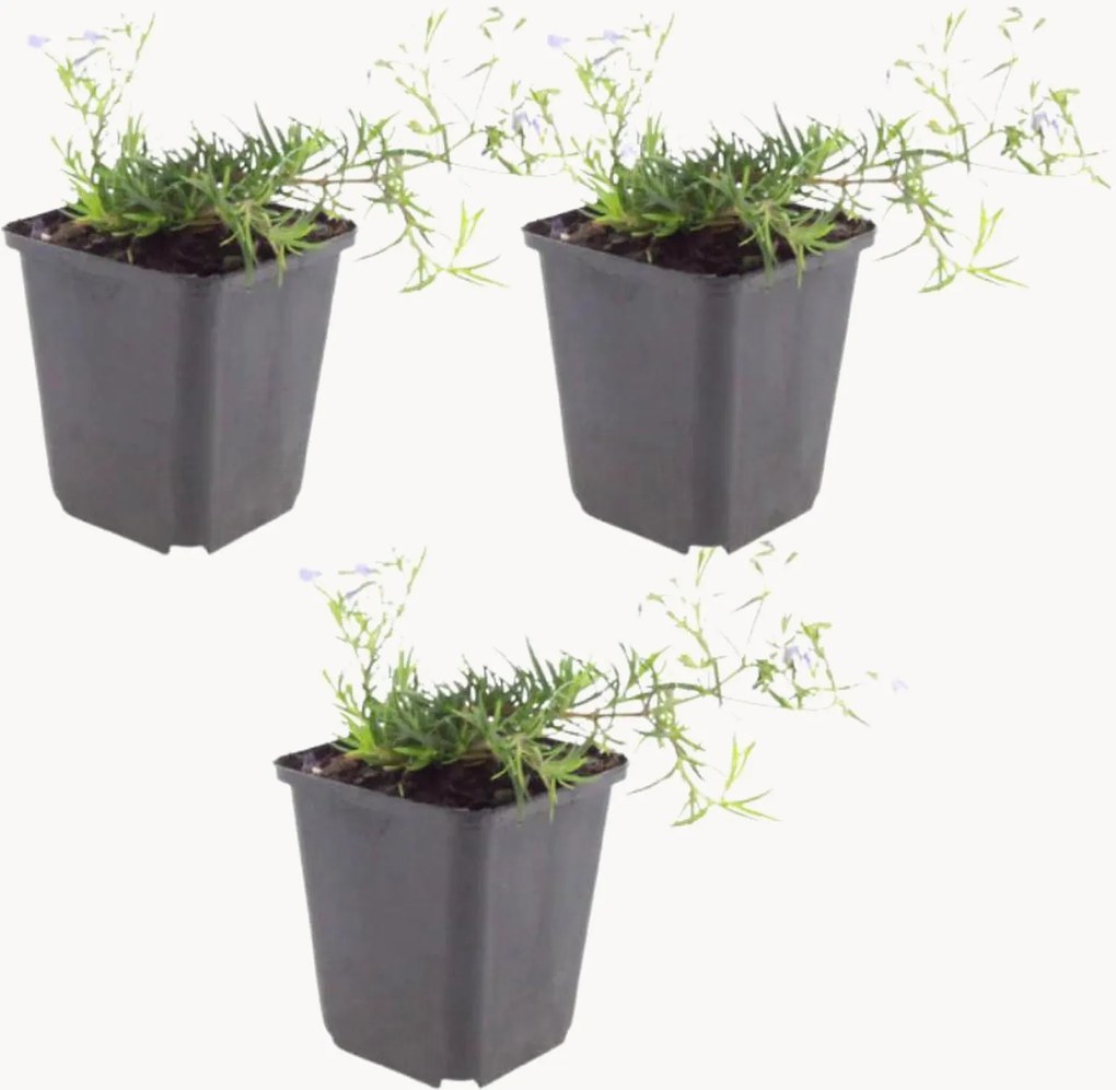 Planten kruipende phlox Phlox subulata Emerald Cushion blauw, 3-delig