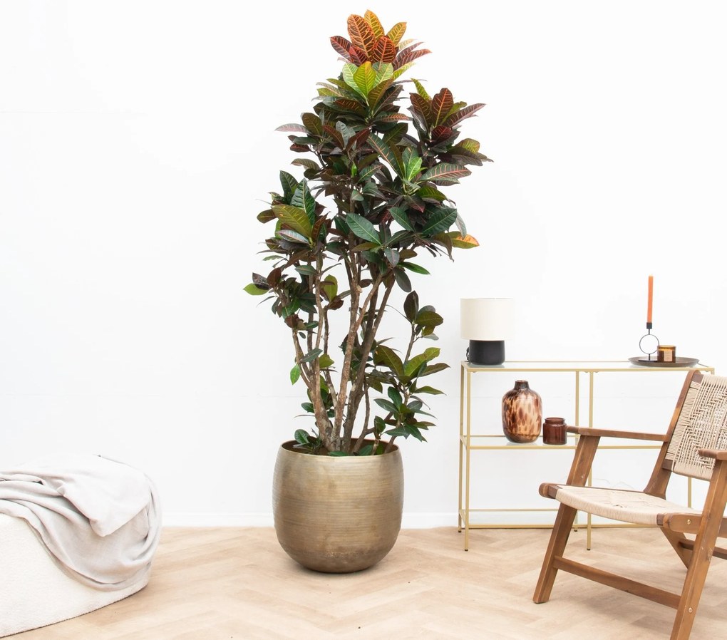 Codiaeum Petra  - 210cm