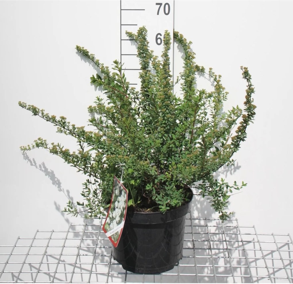 Spiraea nipponica 'Snowmound' - pot 3L - 30-40 cm