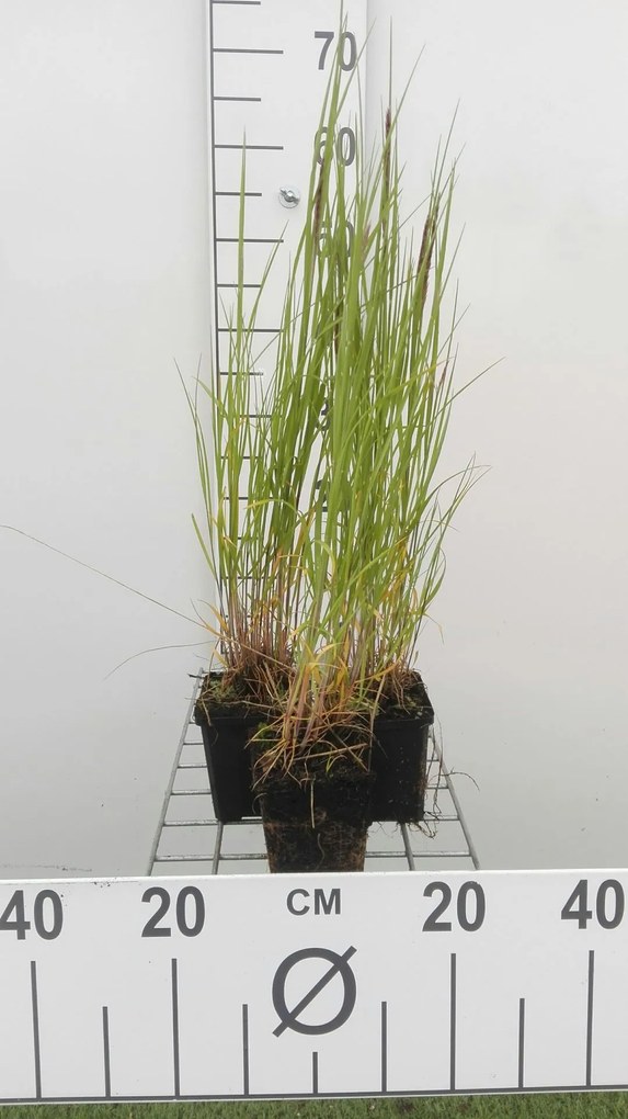 Melica ciliata - pot 9x9 cm -