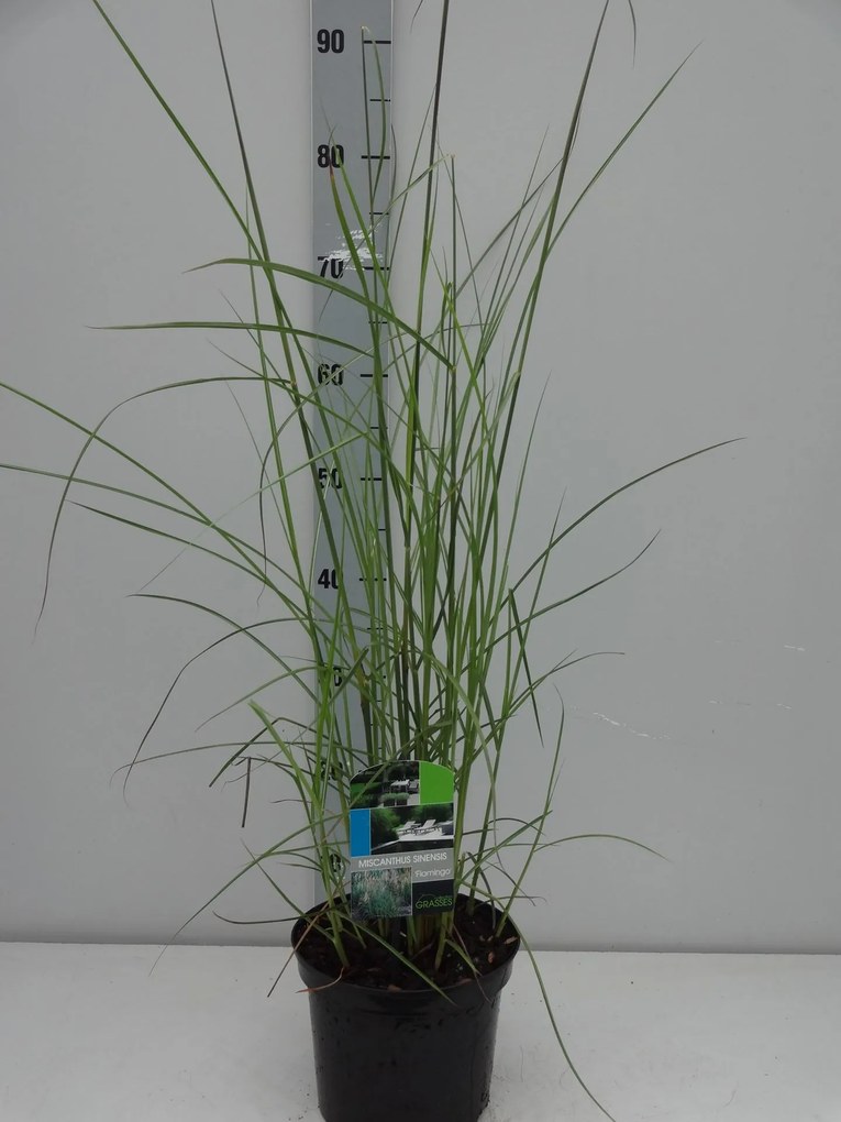 Miscanthus sinensis 'Flamingo' - pot 3L -