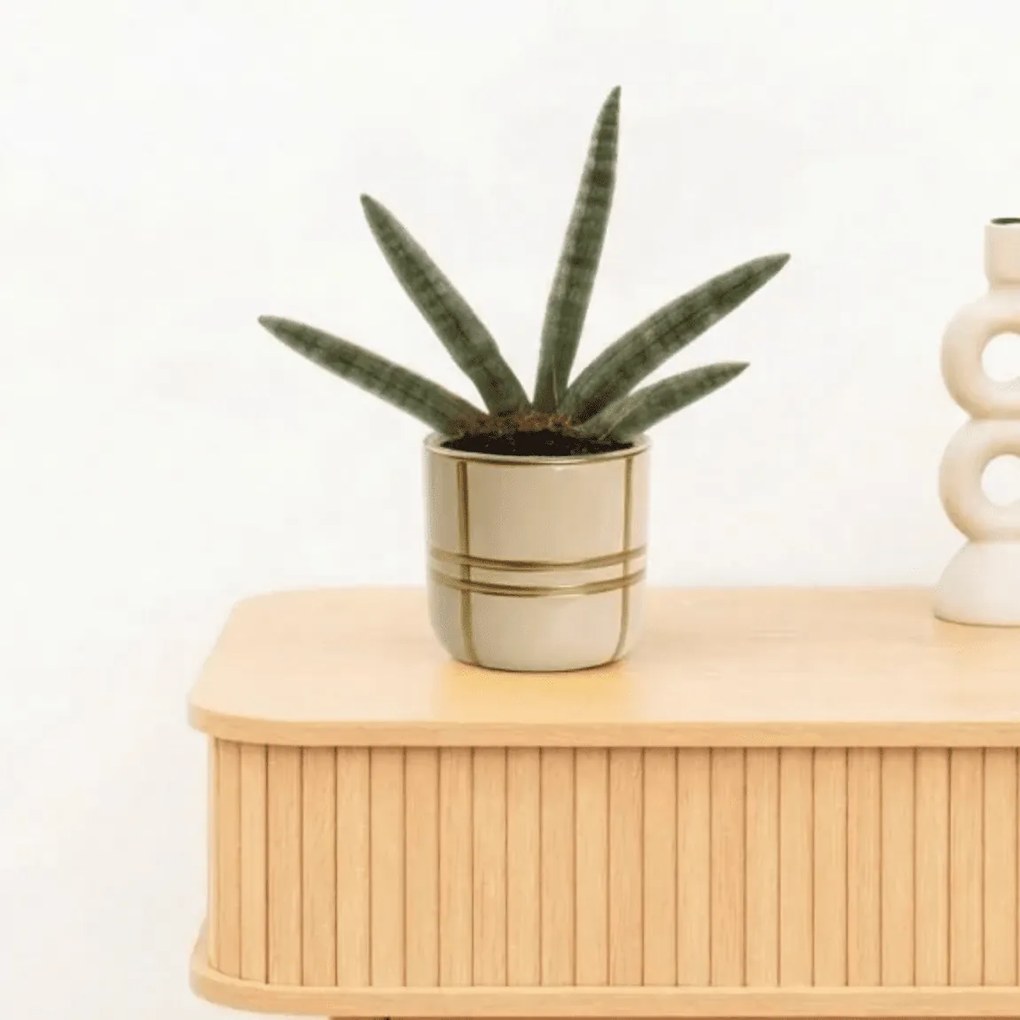 Bambino Sansevieria Skyline - 15cm