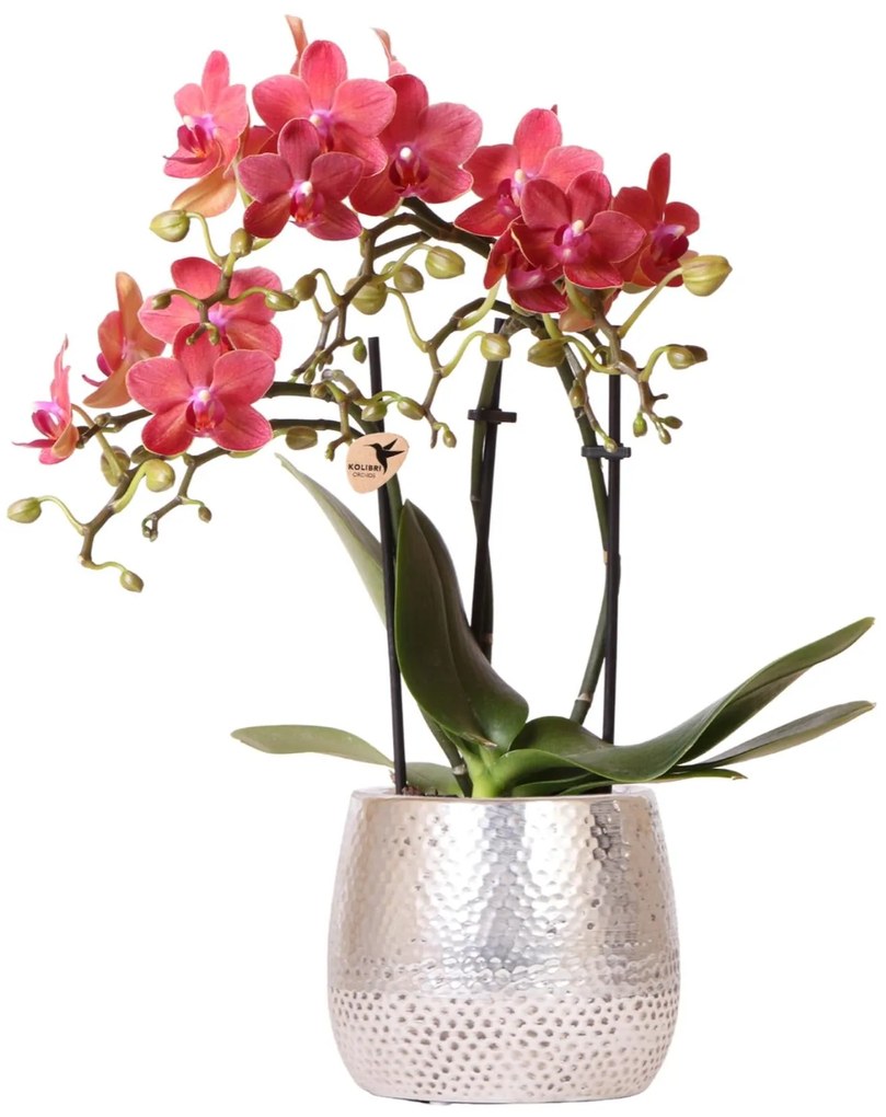 Orchidee (Phalaenopsis) inclusief pot Elite - 40cm