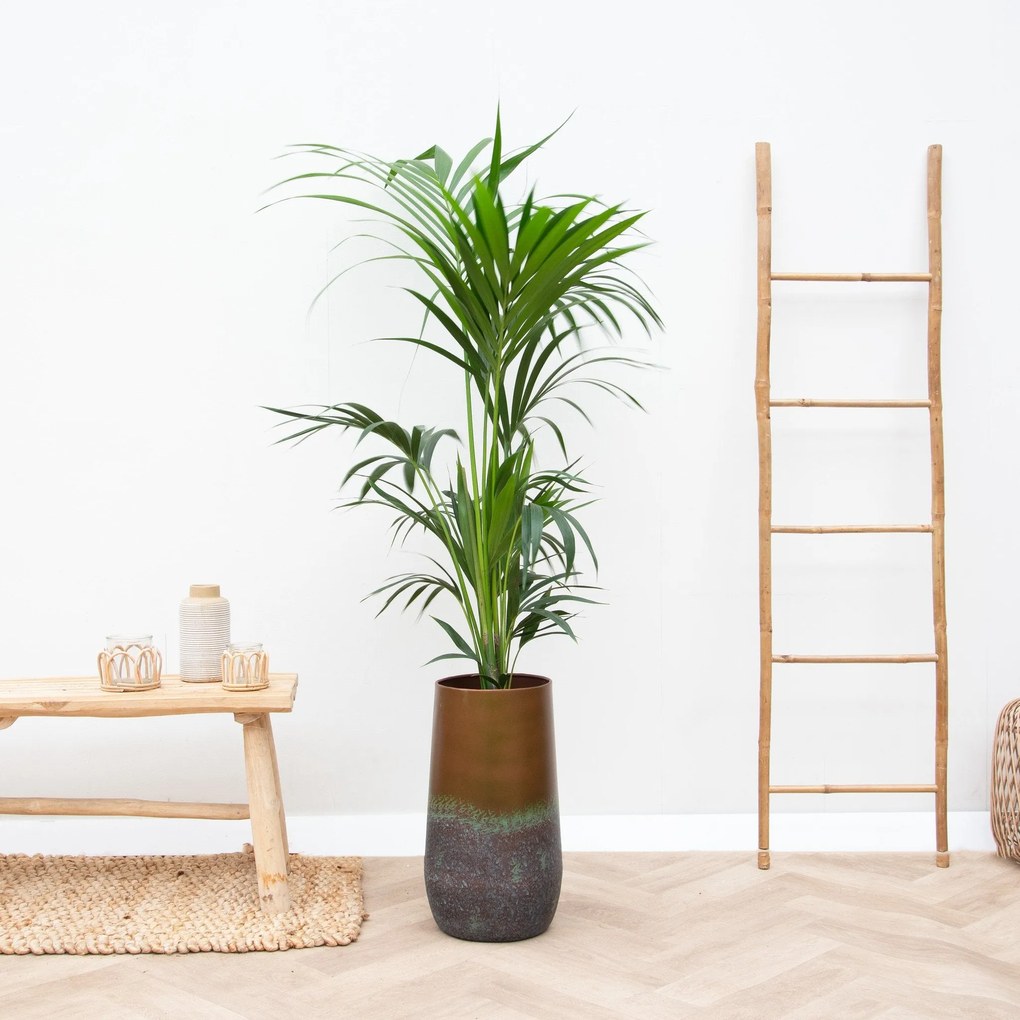 Combi deal - Kentia Palm inclusief Vaas Elisa - 170cm