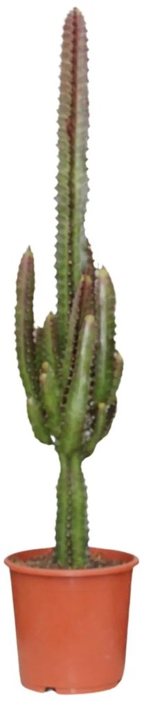 Euphorbia Trigona Rubra -Ø17cm - ↕70cm