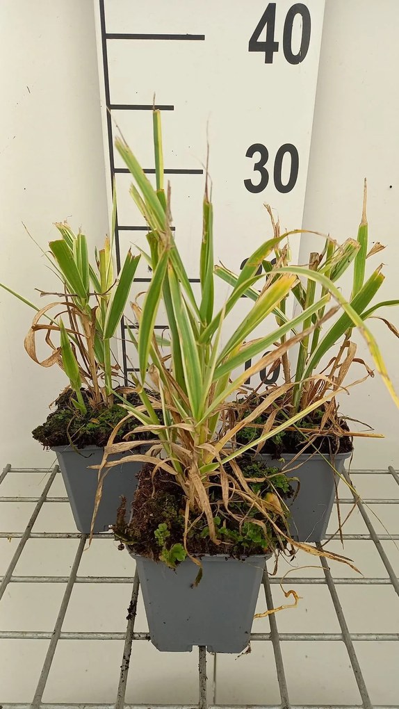 Arundo donax 'Versicolor' - pot 9x9 cm -