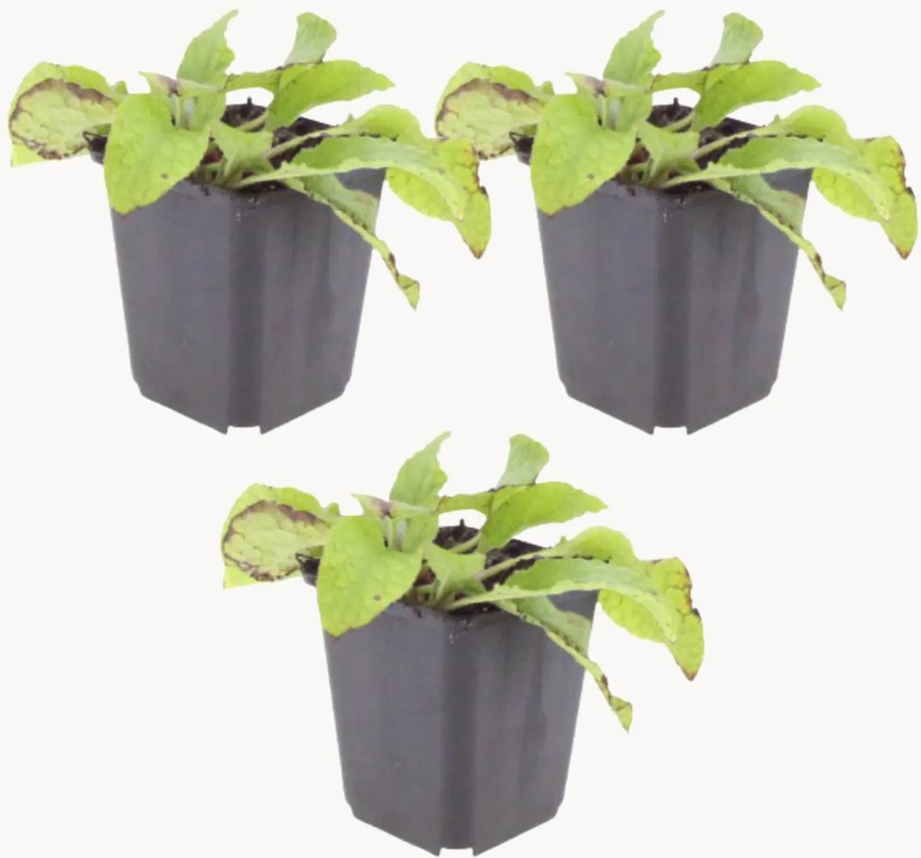 Planten Comfrey Symphytum grandiflorum Wisley Blue, 3-delig