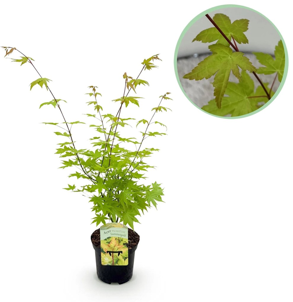 Japanse Esdoorn Summergold - Geel - 70cm