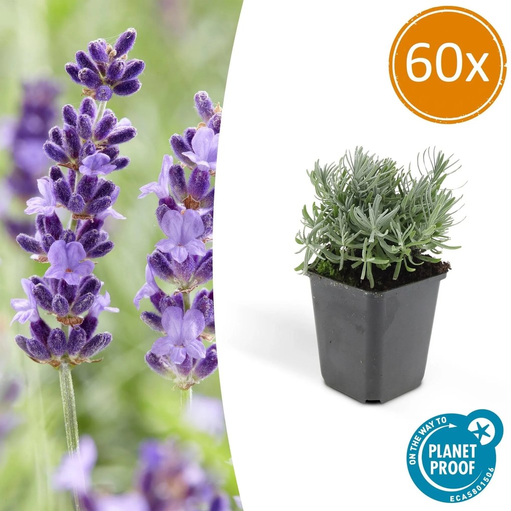 Lavandula'Hidcote'- 20cm
