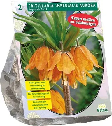 Baltus 'Fritillaria Imperialis Aurora' - voorjaarsbloeiers - 2 bollen