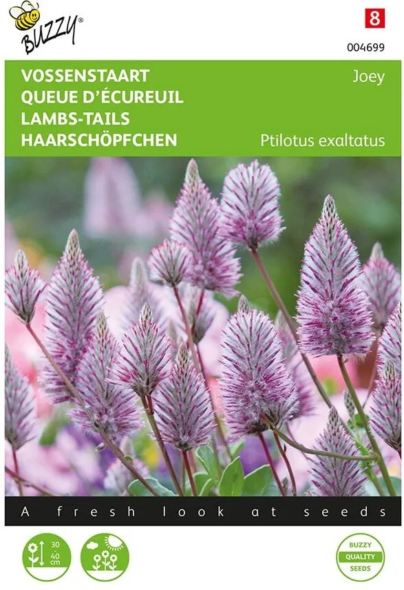 Buzzy seeds - bloemzaden - Ptilotus, Sierlijke Vossenstaart 'Joey'