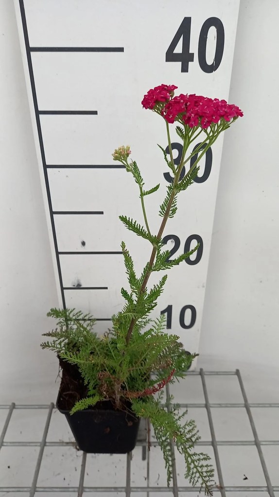 Achillea millefolium 'Saucy Seduction' - pot 9x9 cm -