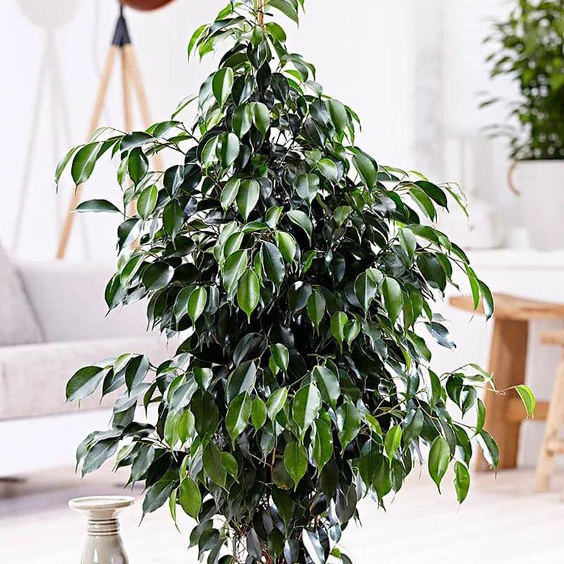 Donkere Ficus