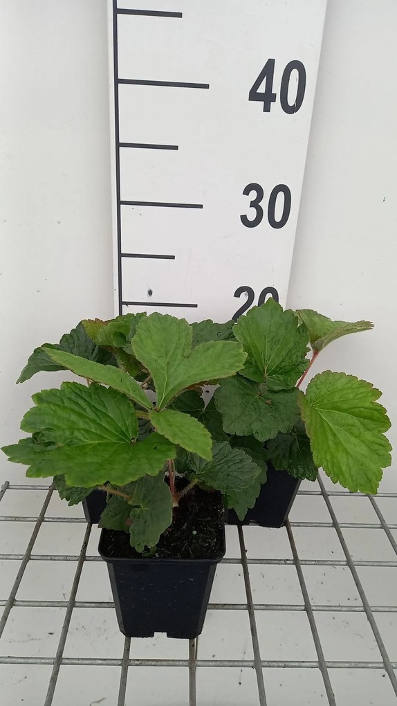 Rodgersia 'Bronze Peacock' - pot 9x9 cm -