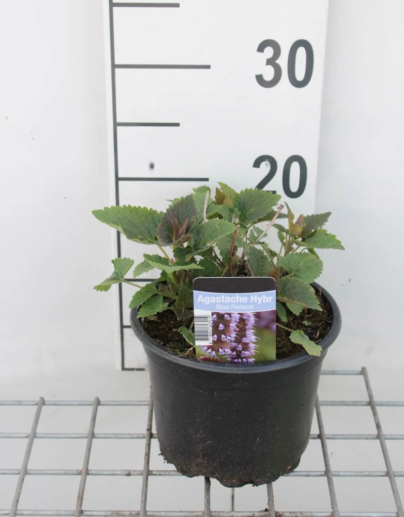 Agastache 'Blue Fortune' - pot 2L