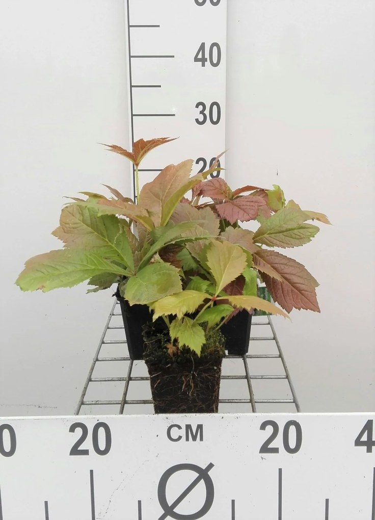 Rodgersia pinnata 'Braunlaub' - pot 9x9 cm