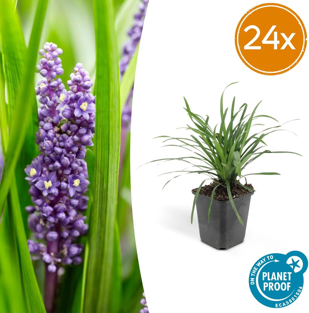 Liriope Muscari 'Big Blue' - 20cm