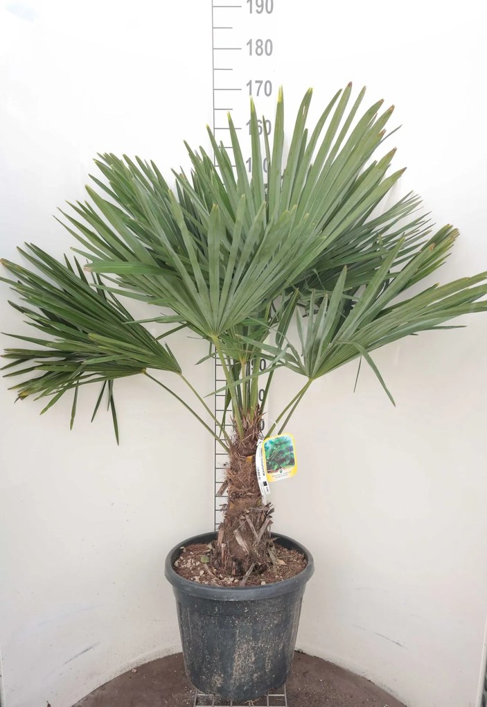 Trachycarpus fortunei - pot 35L - geënt op stamhoogte 30-40 cm