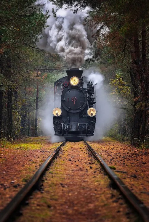 Foto Through the autumn forest, Rafal R. Nebelski