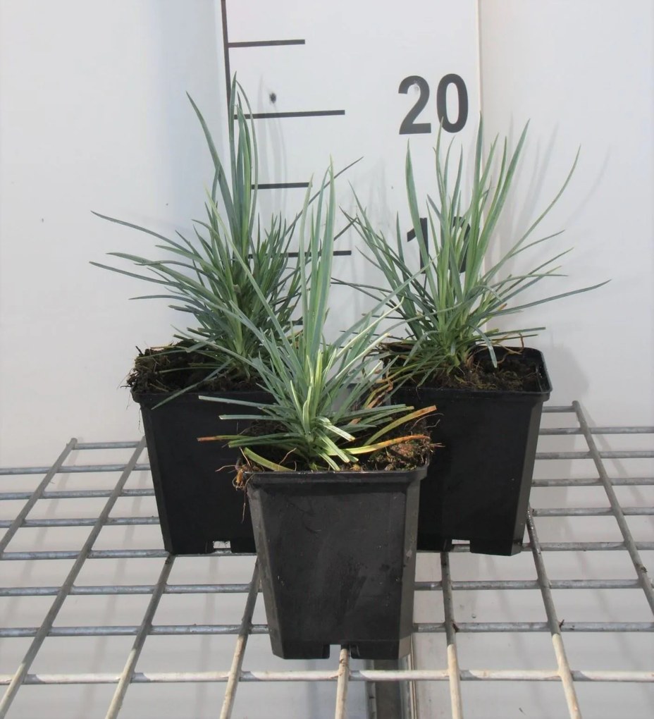 Dianthus 'Doris' - pot 9x9 cm