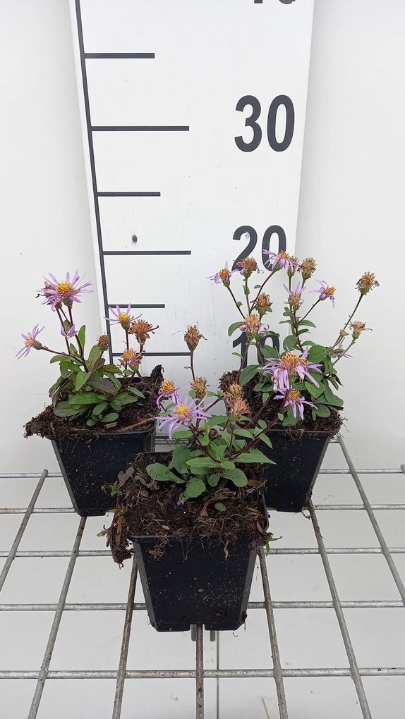Aster radula 'August Sky' - pot 9x9 cm