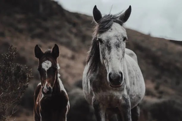 Foto Selective focus shot of horses on, Wirestock