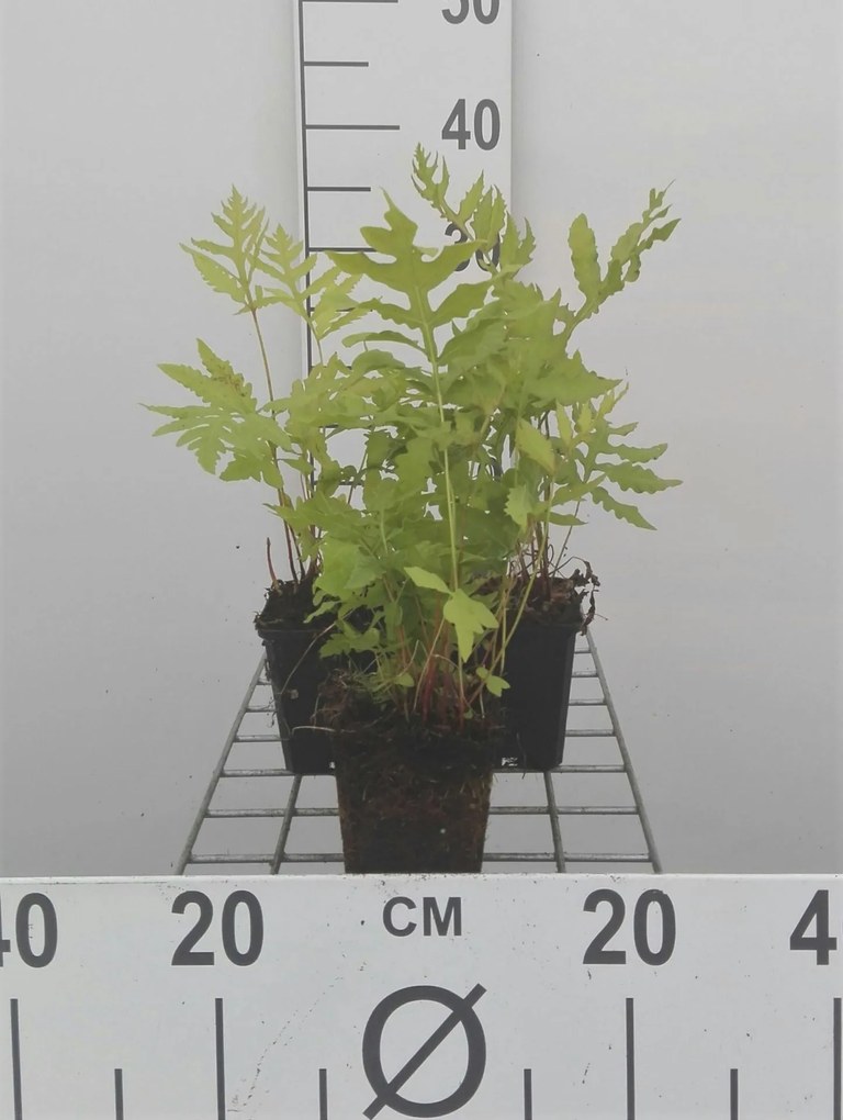 Onoclea sensibilis - pot 9x9 cm
