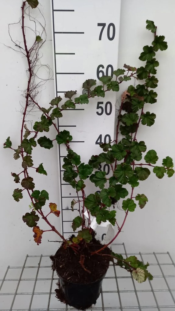 Rubus 'Betty Ashburner' - pot 1,3L - 30-40 cm