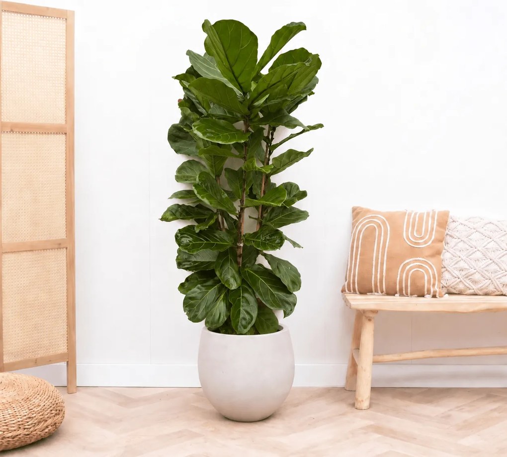 Ficus Lyrata struik - 170cm