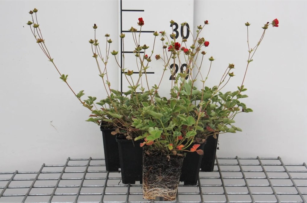 Potentilla atrosanguinea - pot 9x9 cm