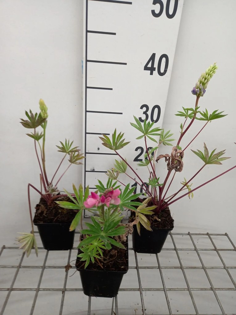 Lupinus Gallery Mix - pot 9x9 cm