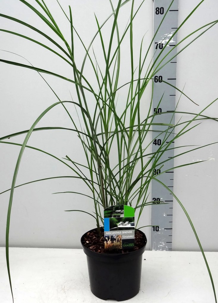 Miscanthus sinensis 'Graziella' - pot 3L