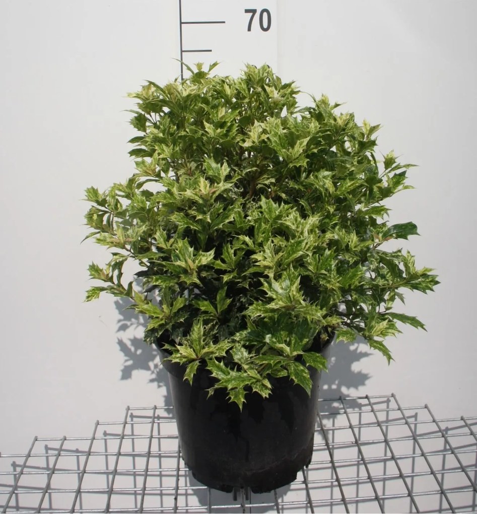 Osmanthus heterophyllus 'Goshiki' - pot 10L - 40-50 cm - struik