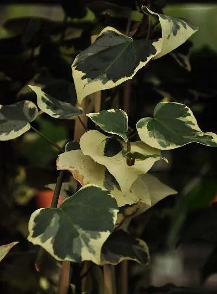 Hedera colchica 'Dentata Variegata' - pot - 50-60 cm -
