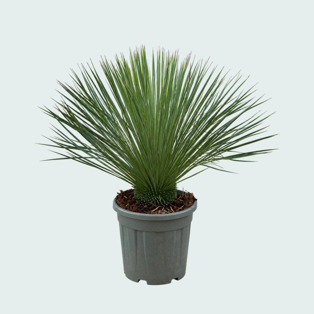 Yucca Linearifolia - 90 cm