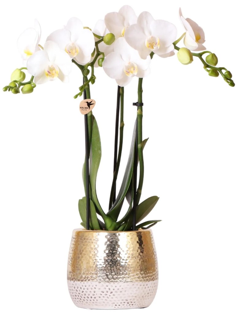 Orchidee (Phalaenopsis) inclusief pot Elite - 40cm