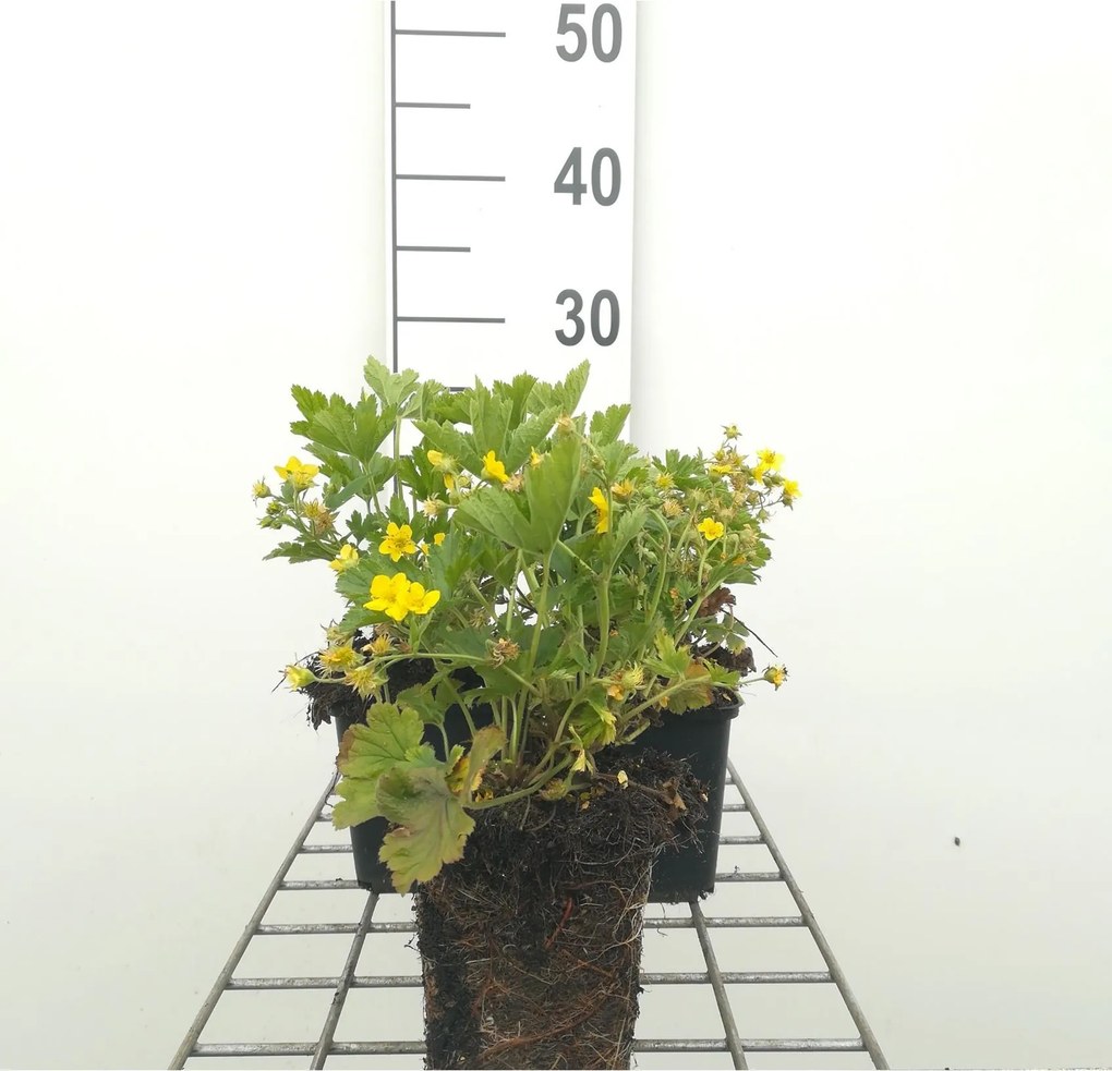Waldsteinia geoides - pot 9x9 cm -