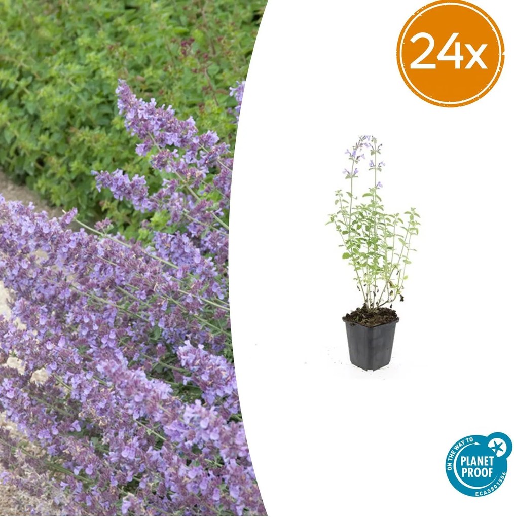 Nepeta 'Walker's Low' - 20cm