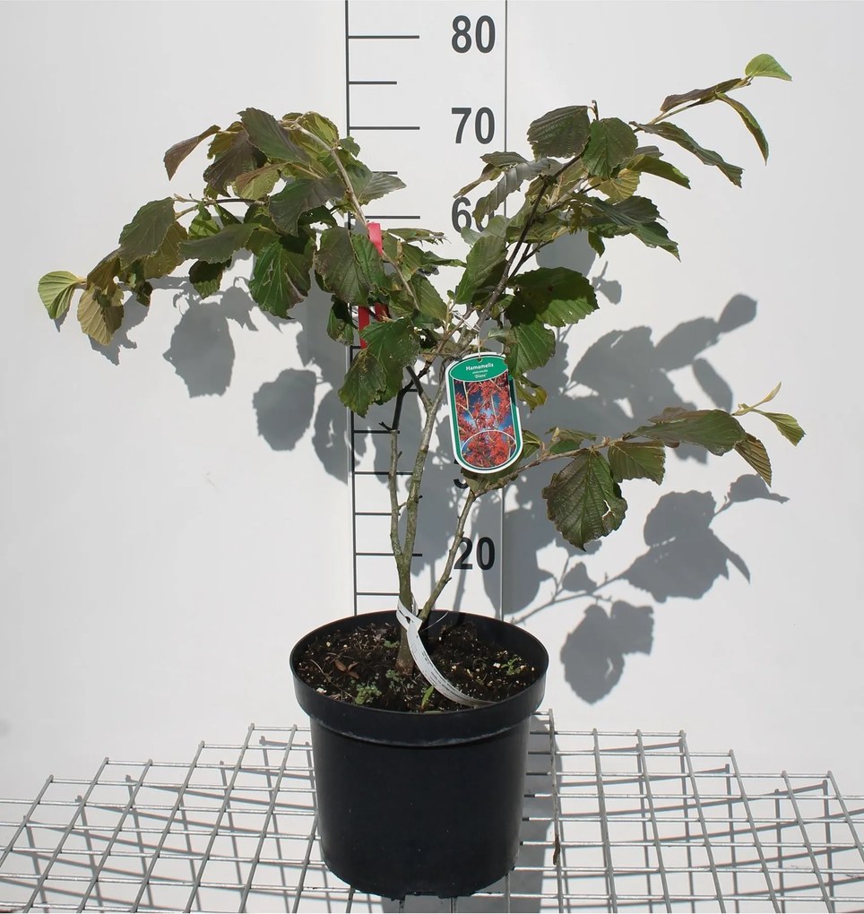 Hamamelis x intermedia'Diane'- pot 12L - 80-100 cm
