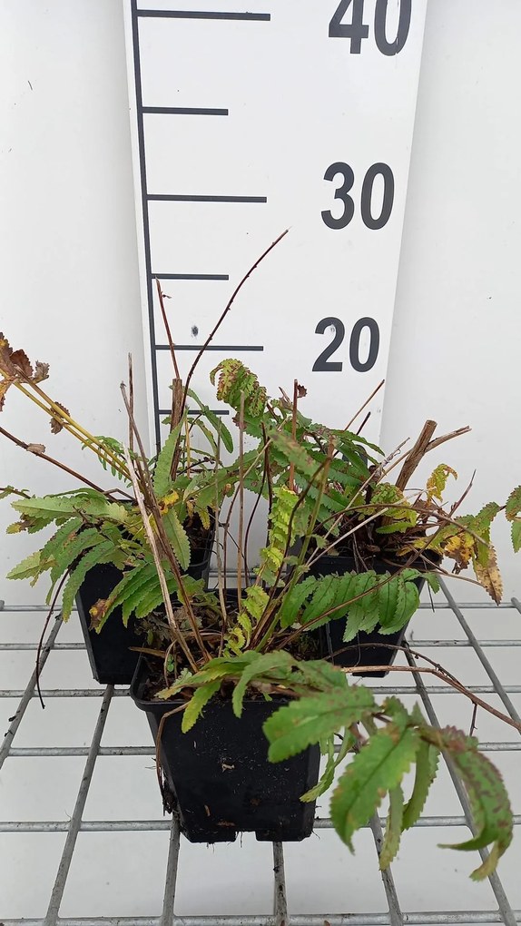 Sanguisorba tenuifolia 'Pink Elephant' - pot 9x9 cm