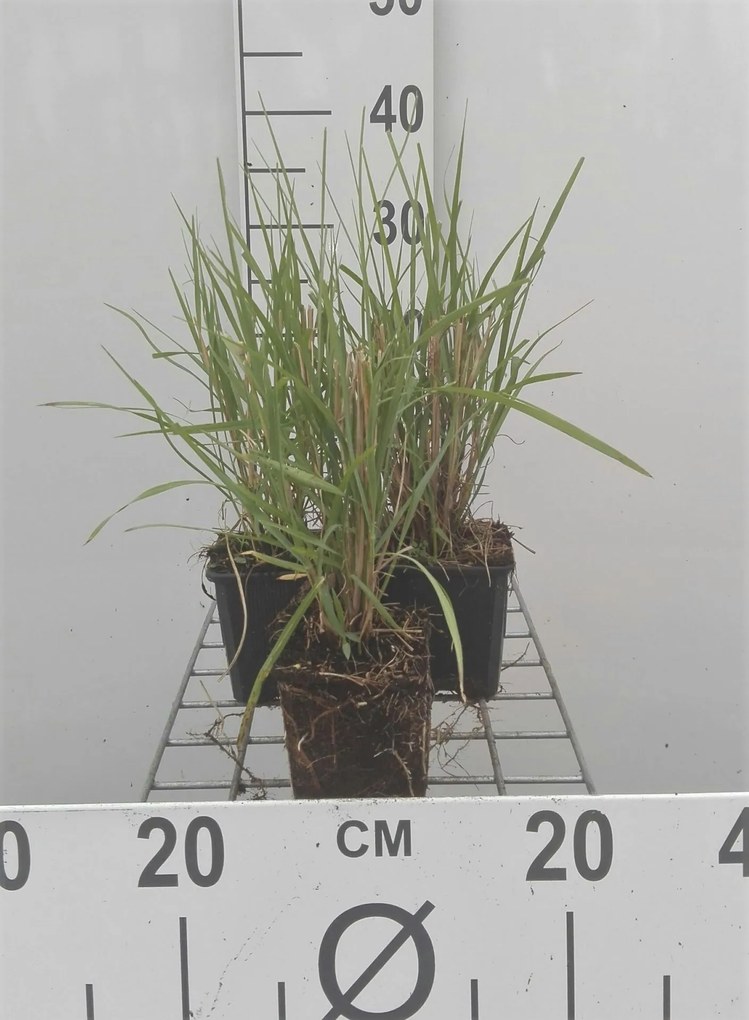 Pennisetum 'Fairy Tails' - pot 9x9 cm