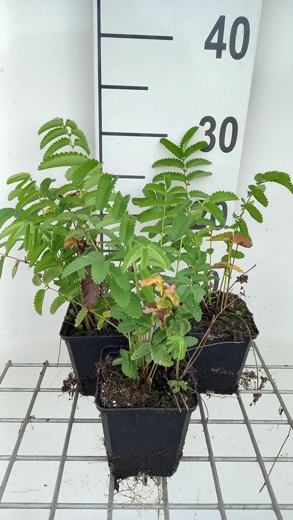 Sanguisorba officinalis 'Arnhem' - pot 9x9 cm