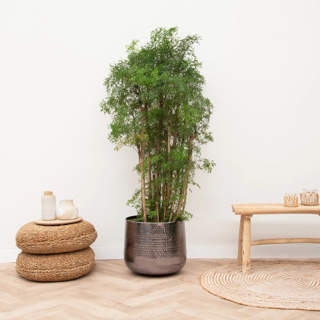 Polyscias Ming vertakt - 110cm