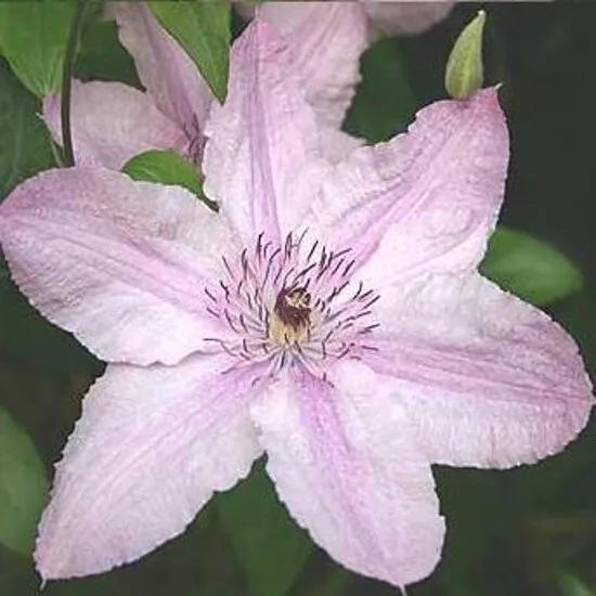 Clematis hagley Hybrid - Klimplant rose Klimplanten van
